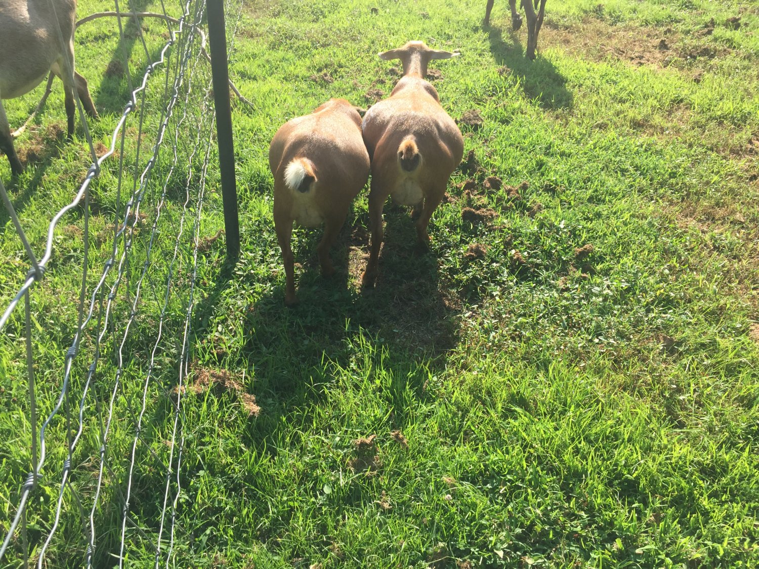 Wings & Caprines Twin sisters Carolina Girl & Clover pregnant together (1).JPG