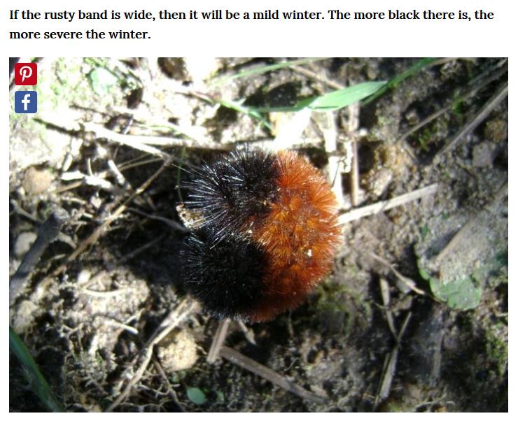 woolly bear.jpg