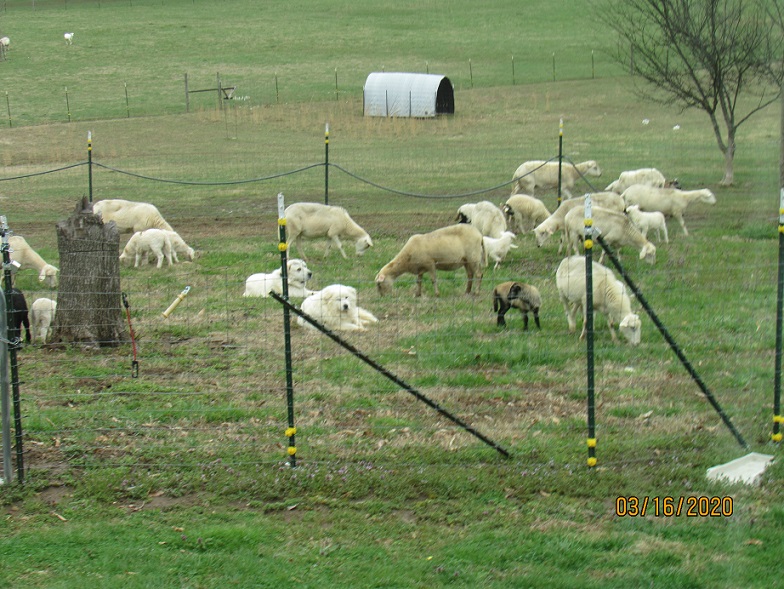 Yard graze 16Mar 2020.JPG