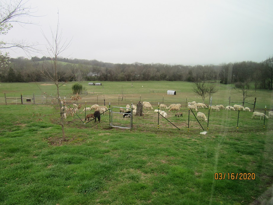 Yard graze2 16 Mar 2020.JPG