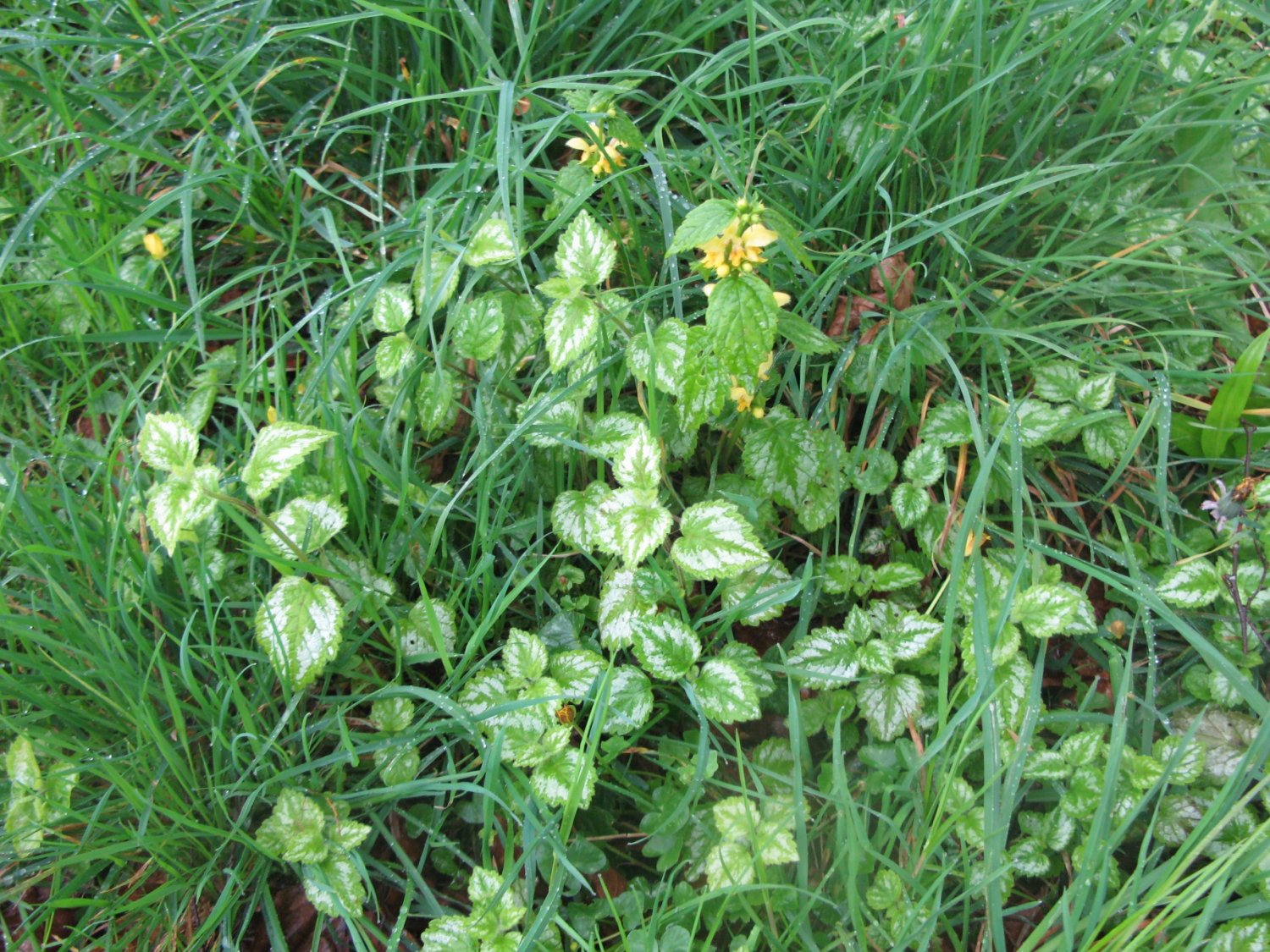 Yellow Archangel.jpg