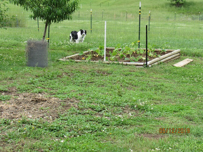 Yellow squash 12 May 2019.JPG