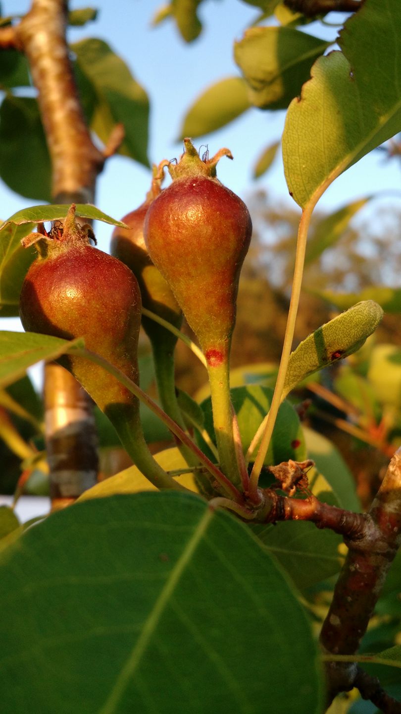 Young pear tree 5-9-17.jpg