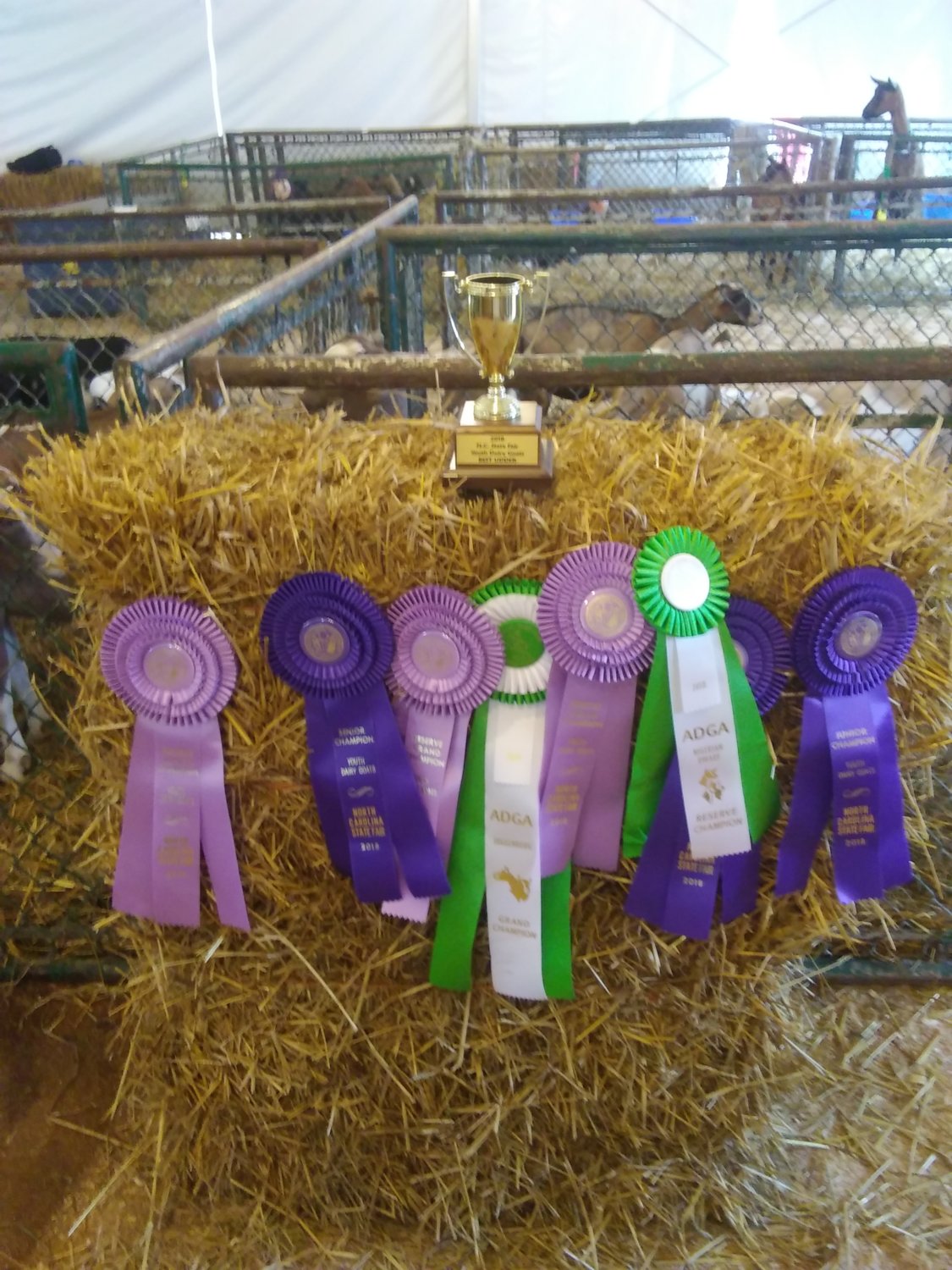 Youth show ribbons.jpg