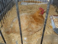 hen wont stand up 01 13 2014 002.JPG