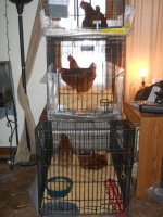 house chickens 001.JPG