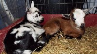 baby goats.jpg