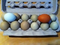 olive eggs 007.JPG