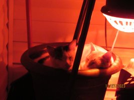 Cats in a pot 27 Nov 2023.JPG