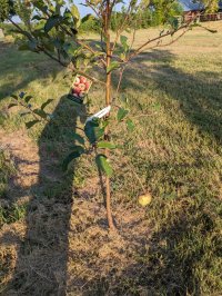 sURVIVING aPPLE TREE WITH FRUIT!.jpg