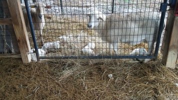 Pepper and 92 lambs 27 J.jpg