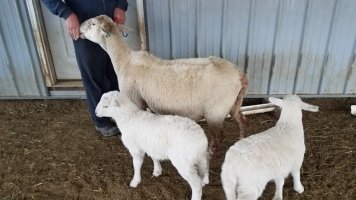 27 Feb 2024 Ginger and twin ewe lambs.jpg