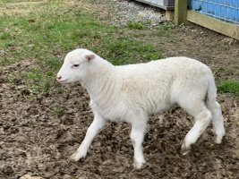 9 Mar 24 54s ewe lamb 30 days old.jpg