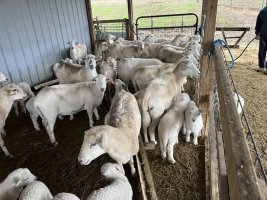 Sheep in stall2 9 Mar 2024.jpeg