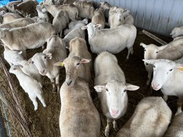 Sheep in the stall 9 Mar 2024.JPG