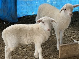 Lambs Mar 2024 (2).jpg