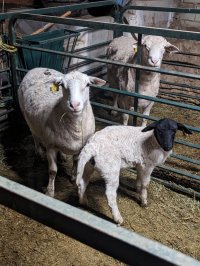 Yrlg ewe 3033 with grafted lamb.jpg