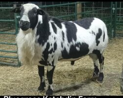 Sire to Rocklin Herd Sire.jpg