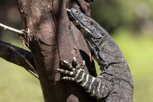 Large Goanna_1.jpg