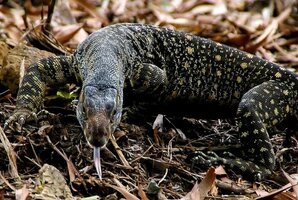 Large Goanna_2.jpg