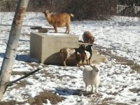 goats&dogs1-5-16 005.jpg