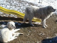 goats&dogs1-5-16 019.jpg