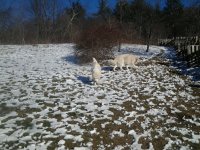 goats&dogs1-5-16 021.jpg