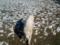 goats&dogs1-5-16 022.jpg