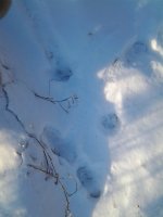 coyotte tracks 008.jpg