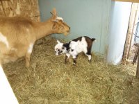 Bambi's baby Cally 107.jpg