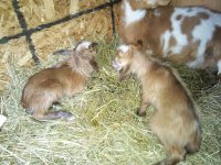 Little Deer's babies 3-5-2016 014.jpg