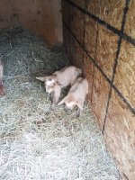 Little Deer's babies 3-5-2016 025.jpg