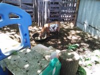 dogs & goats 6-15-2016 047.jpg