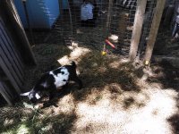 dogs & goats 6-15-2016 048.jpg