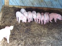 Reba\'s first litter 2.JPG