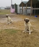 Joshua And Caleb8.jpg