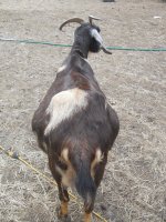 bucklings chicks and Silkie pen 3 14 14 034.JPG