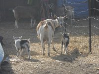 new goats 4 6 2014 001.JPG