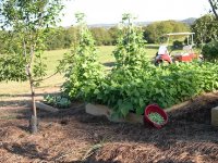 Garden Beans 2 9_27_2016.JPG