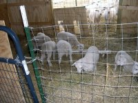 Lambs in creep feeder.JPG