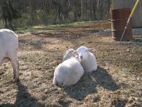 byh TN 8&9 Twins ram left ewe right.JPG