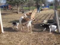 new goats 4 6 2014 027.JPG