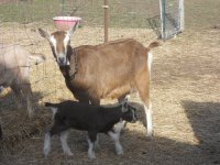 new goats 4 6 2014 024.JPG