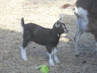 new goats 4 6 2014 026.JPG