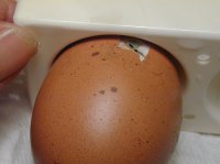 Stuck egg 5-10-17 1.JPG