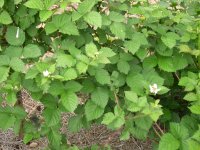 Blackberries blooming.JPG