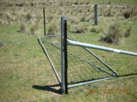 dorper fencing 005.JPG