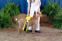 Wings & Caprines SunnyDay Clover GCH Earned dry leg-NRV Show (6).JPG