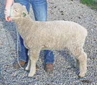 Ewe-273-side.jpg