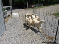 7 May 2018 ram lambs for market.JPG